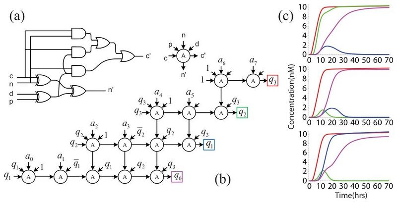 File:Riedel-research-digital-logic-with-molecular-reactions-b72668b9.jpg