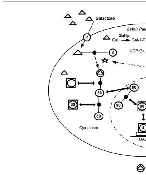 File:Riedel-research-characterizing-the-memory-of-the-gal-regulatory-network-in-saccharomyces-0496bfc9.jpg