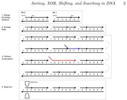 Parallel Pairwise Operations on Data Stored in DNA: Sorting, XOR, Shifting, and Searching