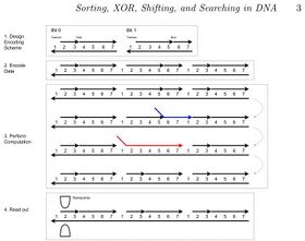 Parallel Pairwise Operations on Data Stored in DNA: Sorting, XOR, Shifting, and Searching