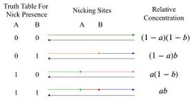 Concentration-Based Polynomial Calculations on Nicked DNA