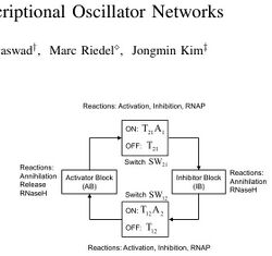Robust Tunable In Vitro Transcriptional Oscillator Networks