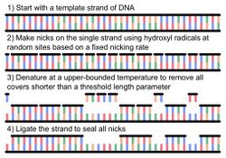 Stochastic Computation on DNA Strands through Hydroxyl Nicking