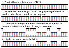 Stochastic Computation on DNA Strands through Hydroxyl Nicking